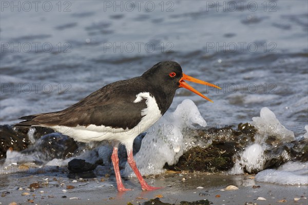 Eurasian oystercatcher (Haematopus ostralegus), excited adult bird in the surf, Lower Saxony Wadden