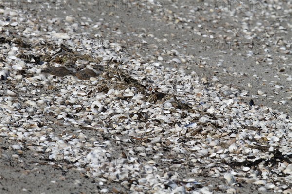 Little Ringed Plover (Charadrius hiaticula), juvenile on the beach looking for food, well hidden