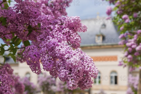 Pillnitz in spring