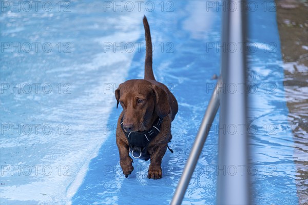Dachshund running along the edge of an outdoor pool, Magdeburg, Saxony-Anhalt, Germany, Europe