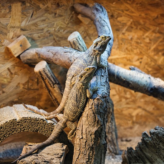 Two central bearded dragons (Pogona vitticeps), captive, butterfly house, butterfly farm,