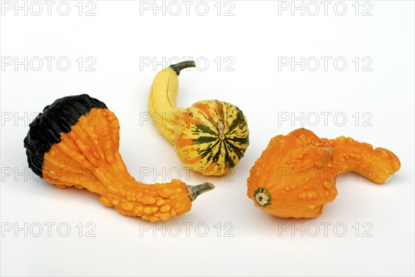Pumpkins 'Autumn Wings' (Cucurbita pepo), pumpkin, pumpkin, pumpkin, pumpkins