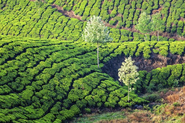 Tea plantations in the morning. Kerala, India, Asia