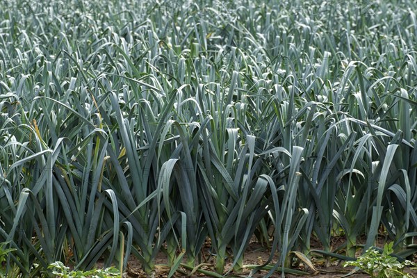 Vegetable field with leeks, Münsterland, North Rhine-Westphalia, Germany, Europe