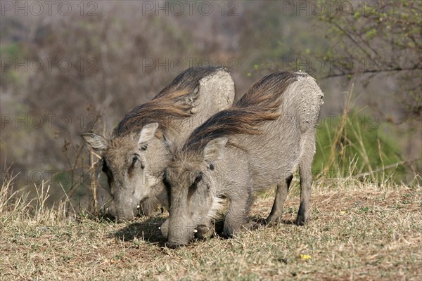 Two kneeling common desert warthog (Phacochoerus aethiopicus) grazing in Mole National Park, Ghana,