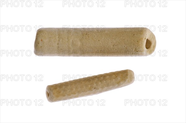 Fossil fragments of sea lilies (Crinozoa) on white background