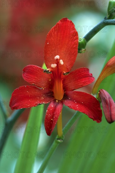 Crocosmia (Crocosmia x crocosmiiflora), Montbretia