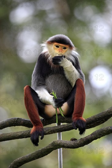 Red-shanked Douc (Pygathrix nemaeus) Langur