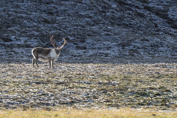 Male Svalbard Reindeer (Rangifer tarandus platyrhynchus), tundra, autumn, Kapp Wijk, Svalbard,