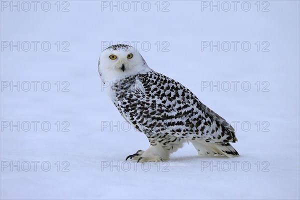 Snowy owl (Nyctea scandiaca), snowy owl, adult, alert, in the snow, foraging, in winter, Bohemian