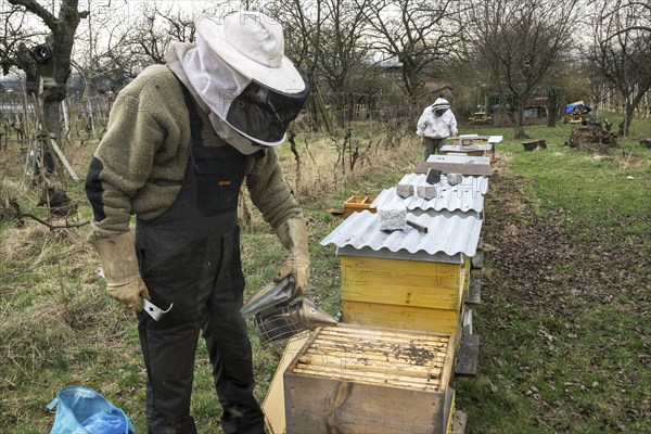 Beehives, beekeeper pacifies honey bees (Apis) with smoker in beehive, Baden-Württemberg, Germany,