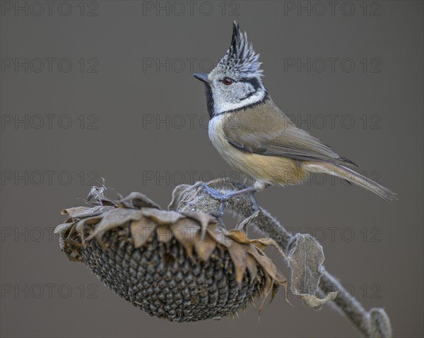 Crested Tit (Lophophanes cristatus), on faded sunflower, Biosphere Reserve, Swabian Alb,