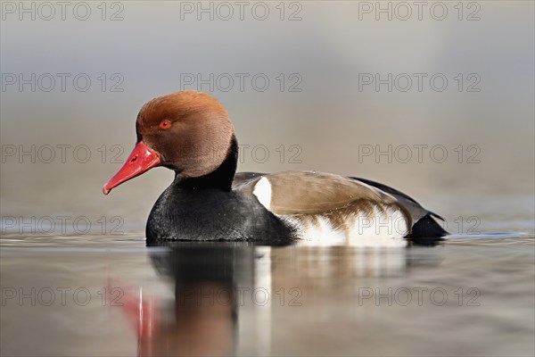Red-crested pochard (Netta rufina), male swimming, Lake Zug, Switzerland, Europe