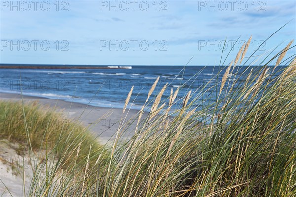 Dunes at Palmestranden, Palm Beach, Frederikshavn, North Jutland, North Jutland, Kattegat, Denmark,