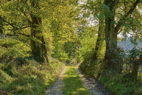 Forest path, robinia, morning, autumn, Ernstal, Mudau, Odenwald, Baden-Württemberg, Germany, Europe