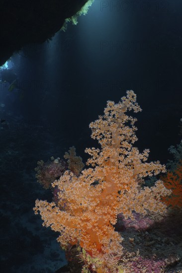 Hemprich's tree coral (Dendronephthya hemprichi) in a cave, light rays in the background, St Johns