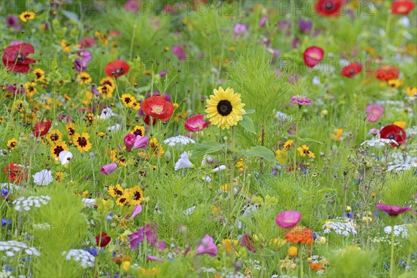Flowering strip, flowering area with poppy flower (Papaver rhoeas), mallows (Malva) and sunflower