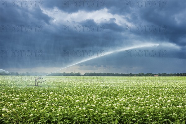 Irrigation, potato field near Zarrentin, Mecklenburg-Western Pomerania, Germany, Europe