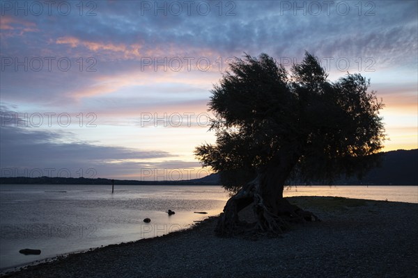 White willow (Salix alba) on a sandbank, dawn, shore, water, summer, Bondensee, Bregenz,