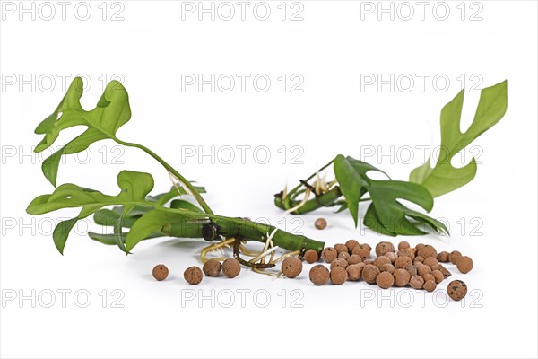 Houseplant cuttings with roots and leca clay balls used for hydroponic watering system on white
