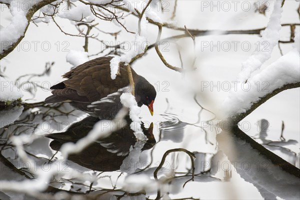 Pond hen (Gallinula chloropus) sitting at the edge of a snow-covered pond, looking into the water