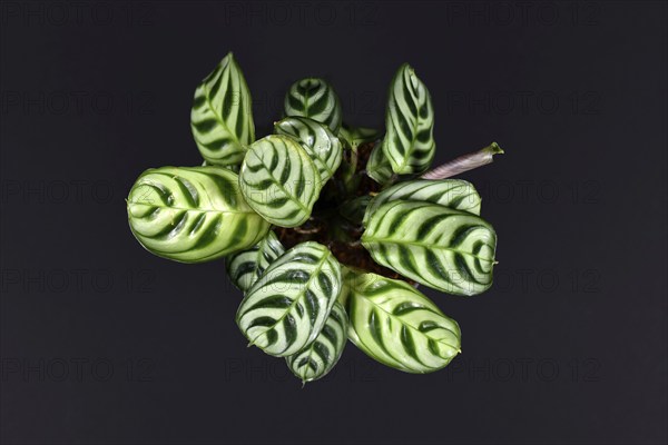 Tropical Ctenanthe Burle Marxii house plant with exotic stripe pattern on leaves on dark black