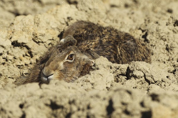 European hare (Lepus europaeus) squeezing into a field furrow, Lower Austria, Austria, Europe