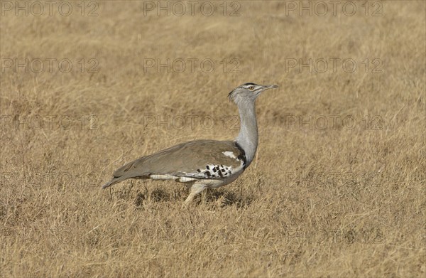 Kori Bustard (Ardeotis kori) in the Ngorongoro Crater, Ngorongoro Conservation Area, Tanzania,