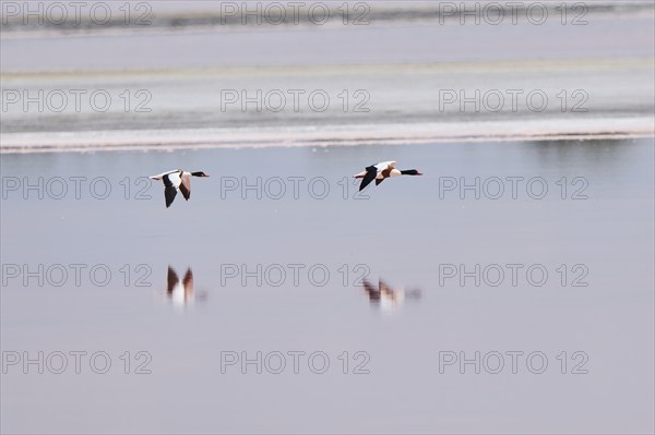 Common shelduck (Tadorna tadorna) couple flying above the water of a salt water pond, Camargue,