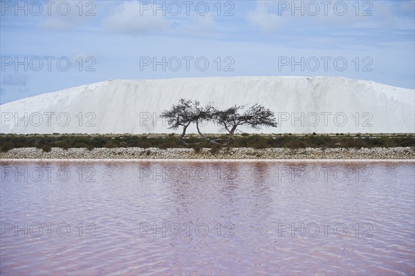 Dead Scots pine (Pinus sylvestris) between a little salt water pond for industrial salt production