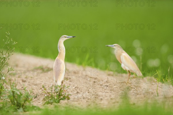 Squacco herons (Ardeola ralloides) in a rice field, hunting, ebro delta, Catalonia, Spain, Europe