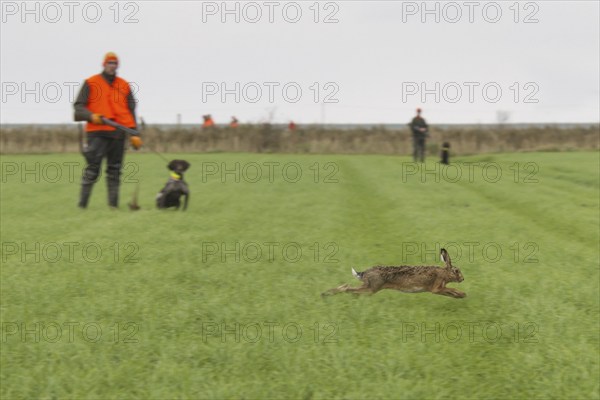 Hunters with rifle and gun dogs watching fleeing brown hare (Lepus europaeus) in grassland during