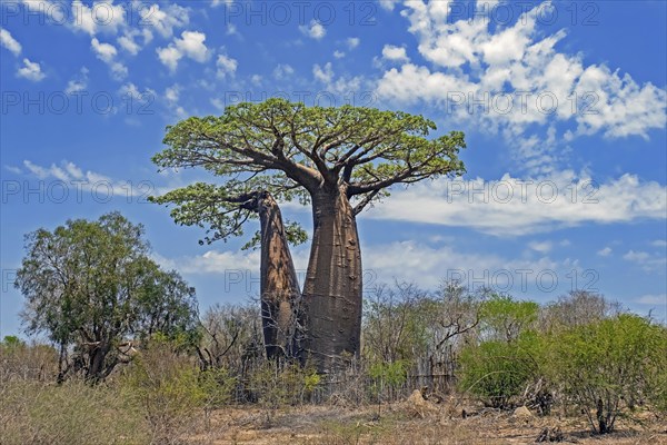 Grandidier's baobab (Adansonia grandidieri), giant baobab, baobab malgache, Menabe Region,
