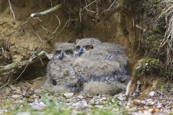 Eurasian eagle-owl (Bubo bubo), European eagle-owl two chicks in nest on the ground at base of