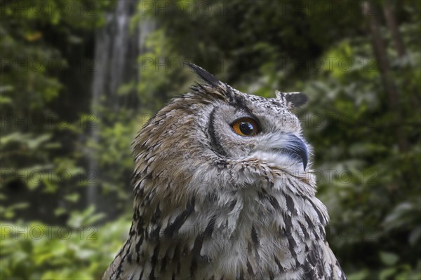 Indian eagle-owl (Bubo bengalensis), rock eagle-owl, Bengal eagle-owl horned owl species native to