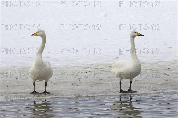 Two whooper swans (Cygnus cygnus) standing on ice of frozen pond in winter