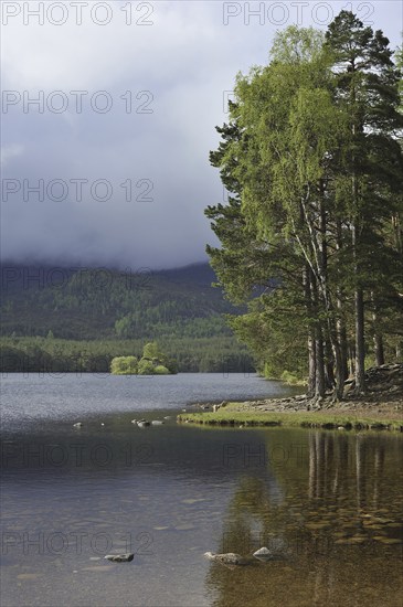 Scots pine (Pinus sylvestris) woods around Loch an Eilean in Rothiemurchus, remnant of the