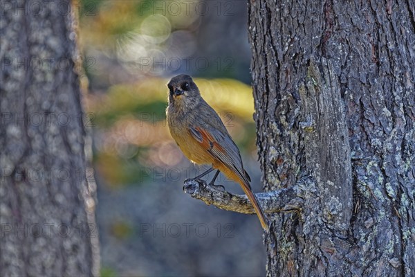 Siberian jay (Perisoreus infaustus) standing on a branch, autumn, northern Finland, Finland, Europe