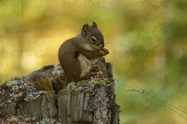 Common Canadian red squirrel (Tamiasciurus hudsonicus) sitting on tree stump, eating, Yukon