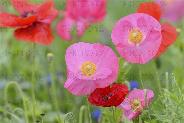 Flowering strip, flowering area with poppy flowers (Papaver rhoeas) and cornflowers (Centaurea