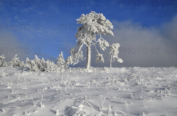 Iced pine near the summit of the Hornisgrinde, near Seebach, Ortenaukreis, Black Forest,