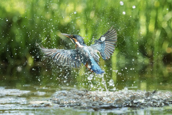 Common kingfisher (Alcedo atthis) unsuccessful fishing kingfisher flies up out of the water after