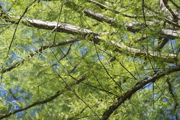 Detailed view of a bald cypress (Taxodium distichum) County of Constance, Baden-Württemberg,