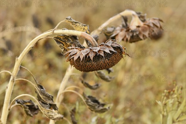 Withered dry sunflower with hanging flower head