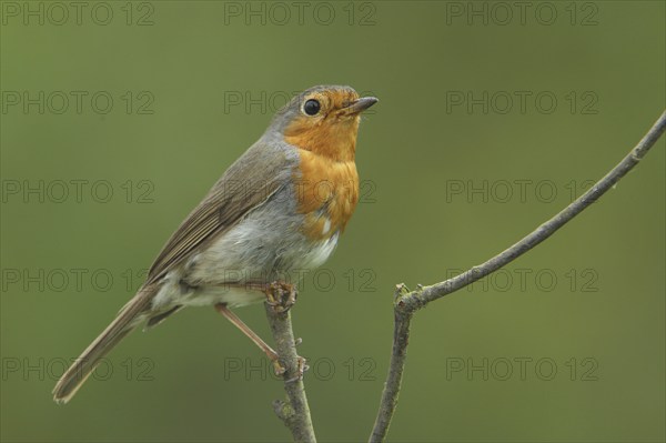 European robin (Erithacus rubecula), castle park, Biebrich, Wiesbaden, Taunus, Hesse, Germany,