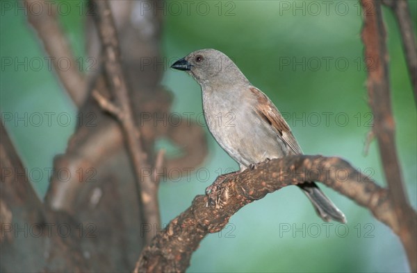 Northern grey-headed sparrow (Passer griseus), Samburu Game Reserve, Kenya, Samburu Game Reserve,