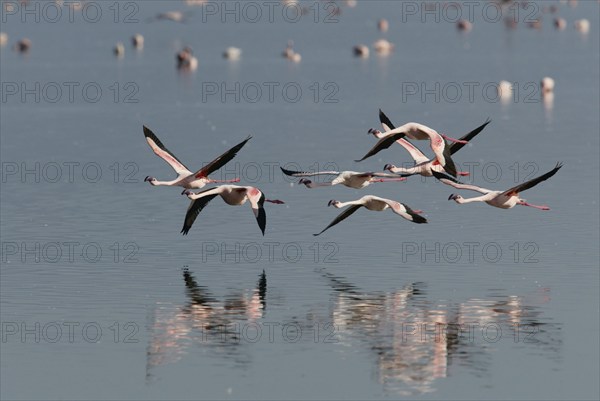 Lesser Flamingos (Phoeniconaias minor) at lake Nakuru, Nakuru national park, Kenya, Africa