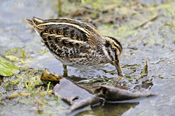 Jack snipe (Lymnocryptes minimus), foraging, Switzerland, Europe