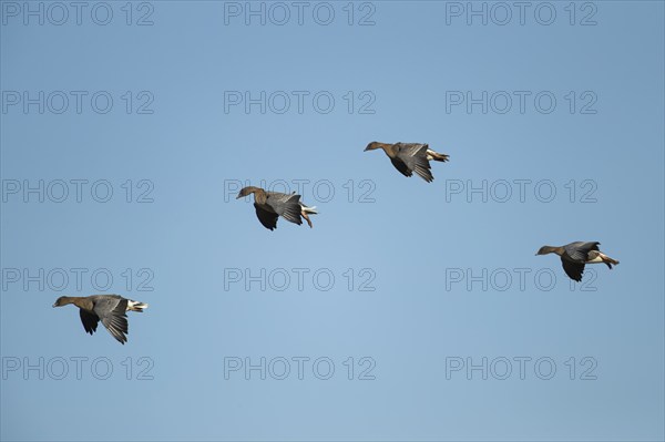 Pink-footed goose (Anser brachyrhynchus) four adult birds in flight, Norfolk, England, United