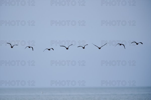 Glossy ibis (Plegadis falcinellus) flying above the sea, Spain, Europe